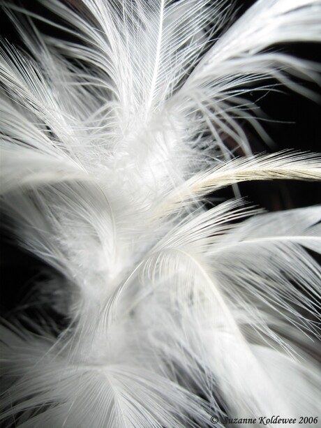 feathers