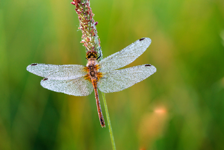 libelle 1