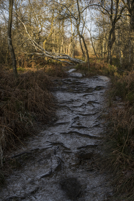 Winter in Hoge Venen