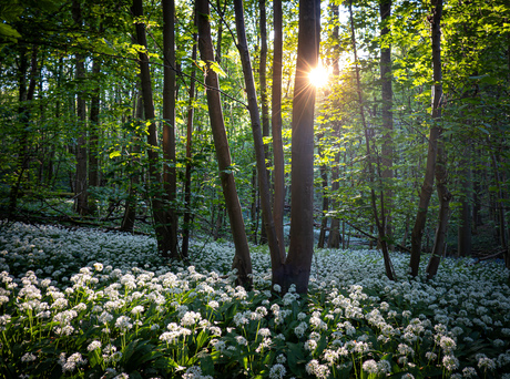 Raspaillebos in het zonnetje