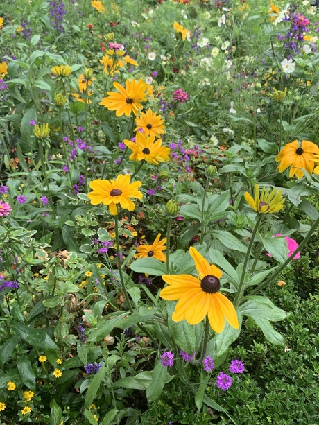 Veldbloemen in Efteling