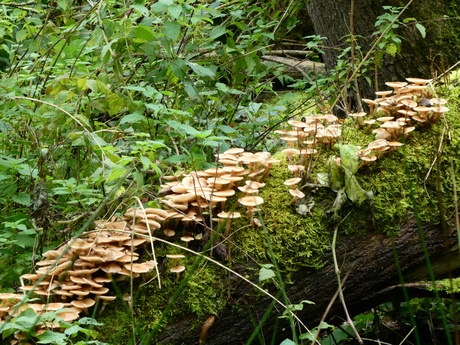 landgoed Oostbroek