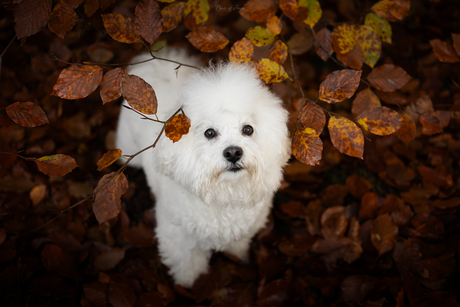 Between the leaves 🍂