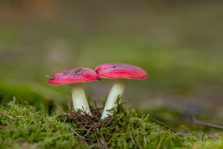 Russula