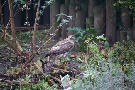 Sperwer in de tuin