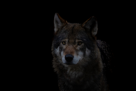 wolf portret 