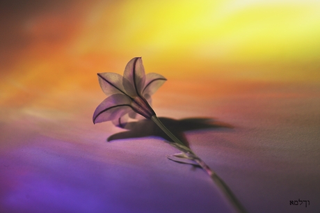 Voorjaars ster......