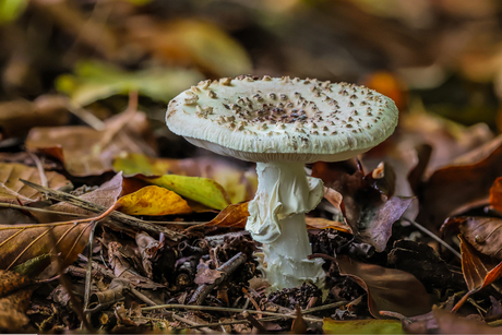 lijkt op een amaniet !