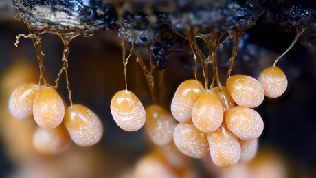 troskalknetje deel 2