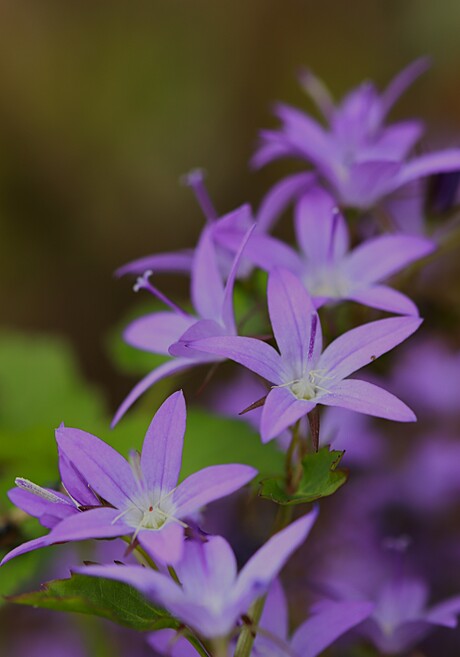 Campanula