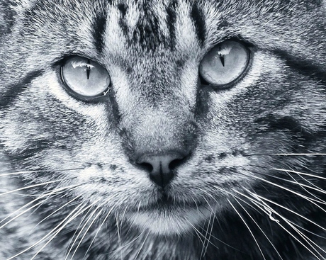 Portrait de mon gros matou tigré.
