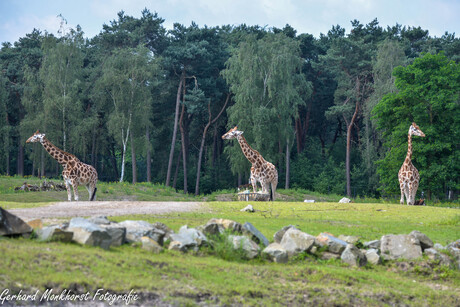 Giraffen