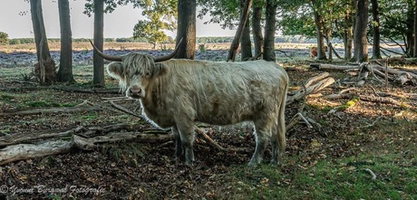 Blonde Schotse hooglander