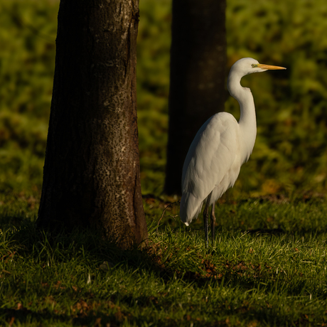 Grote Zilverreiger