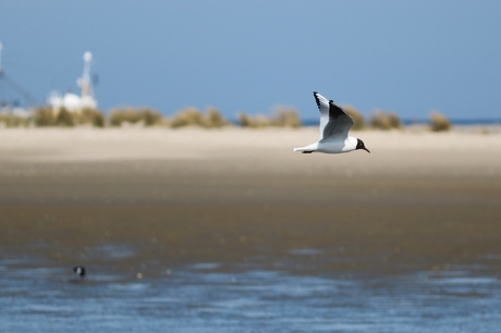 kokmeeuw Texel 