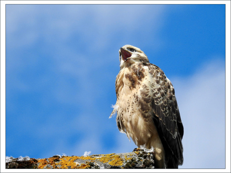 Jonge Buizerd