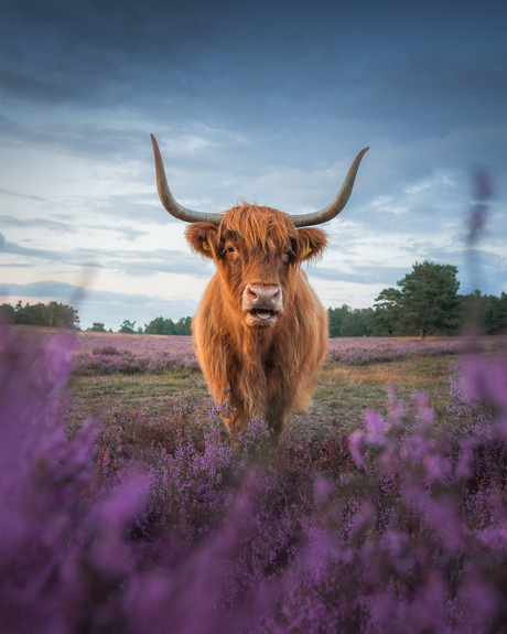 Schotse Hooglander op de heide