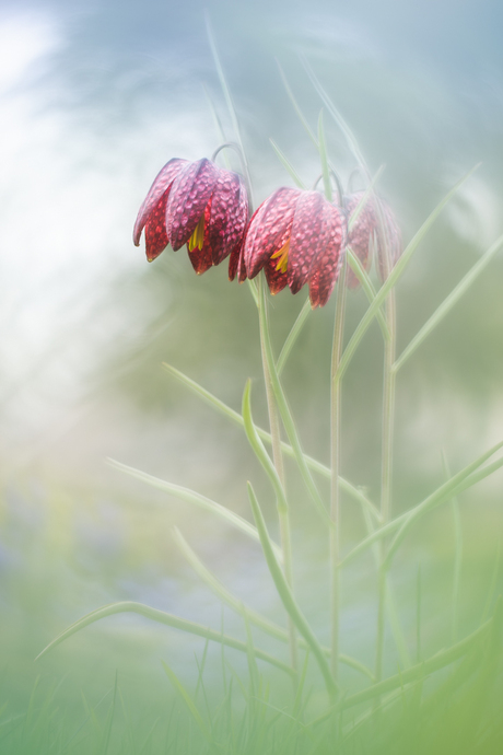 Kievitsbloemetjes in de tuin.