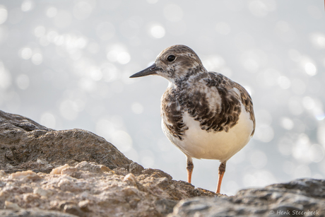 Steenloper op Bonaire