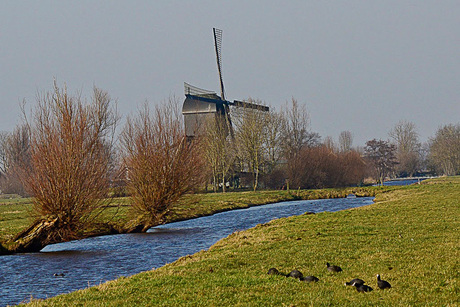 Molen in de Alblasserwaard