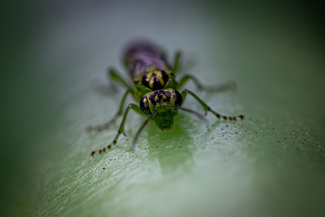 Rhogogaster viridis