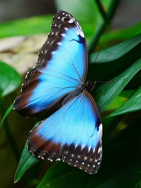 Morpho peleides
