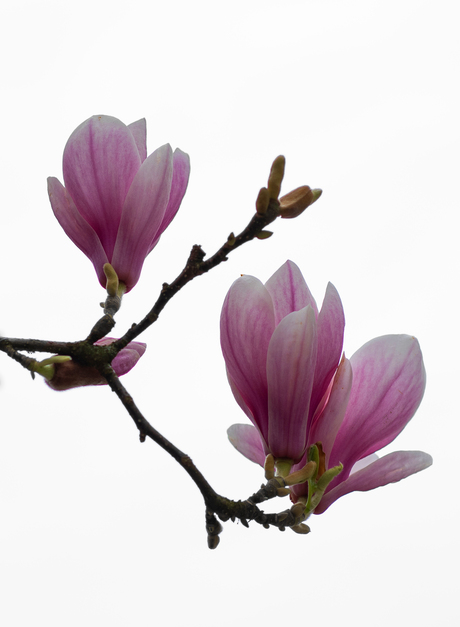 Magnoliatrio