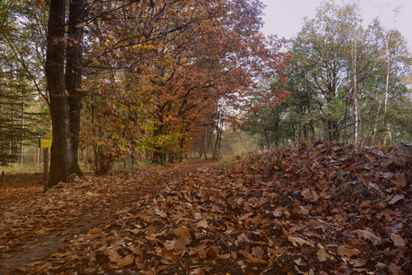 wat is de herfst toch mooi