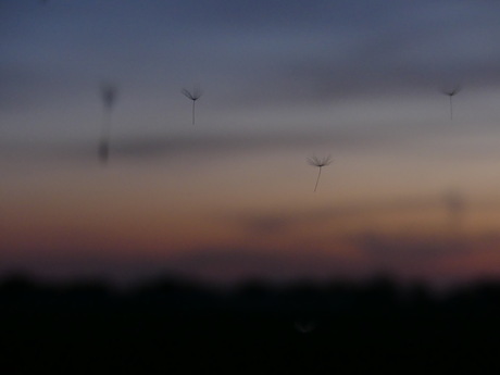 Zweven op de wind