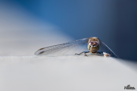 Libelle op tuintafel