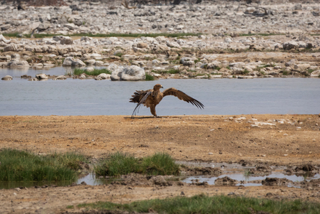 Dansende vogel