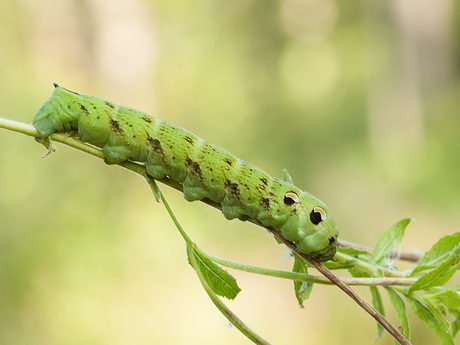 Rups groot avondrood