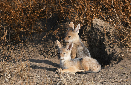 Zadeljakhals - Ndutu