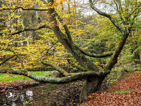 Herfst in Backershagen