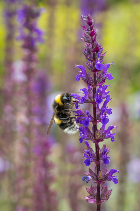 Aardhommel op Salvia
