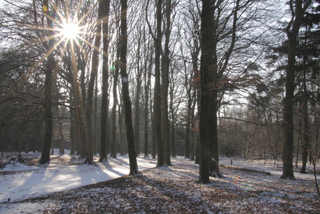 Winterbos