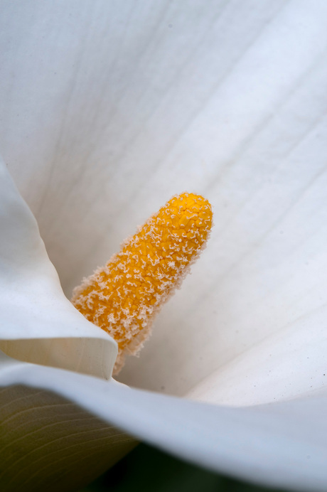 Close up bloem