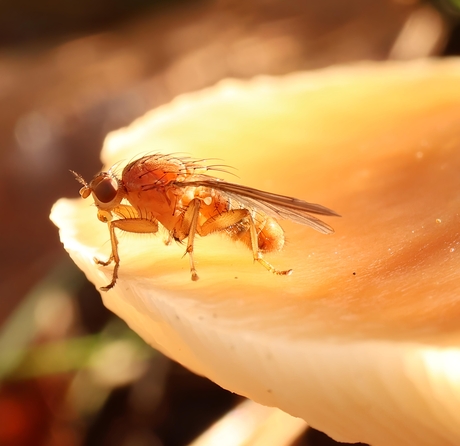 Fruitvliegjes op zwam