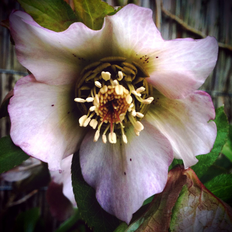 Helleborus