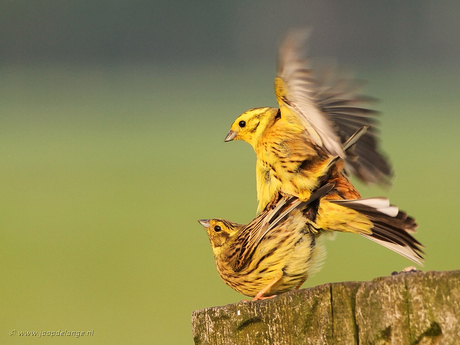 Love comes from the air