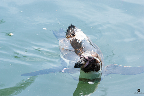 pinguin wilde een  waterposé