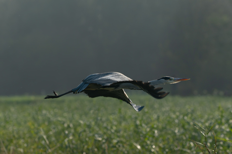 Reiger in Broekpolder 3