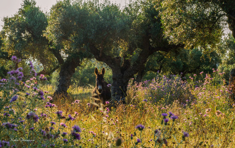 sprookjesachtige olijfboomgaard