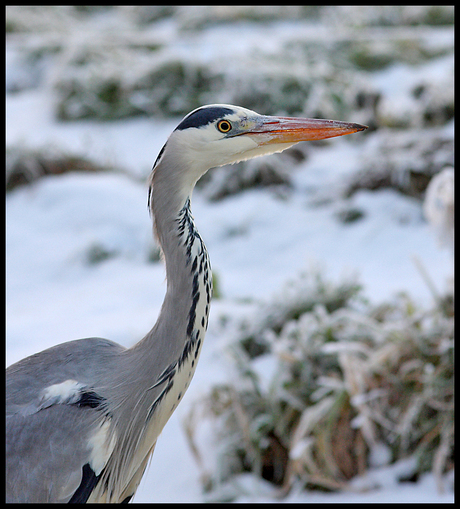 Reiger