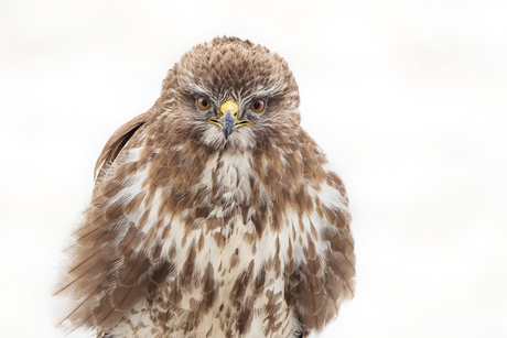 Buizerd met intense blik