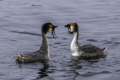 Verlangen naar de lente