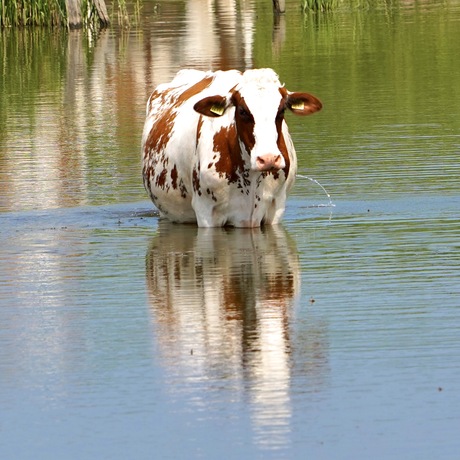 Pootje baden, mysterieus straaltje