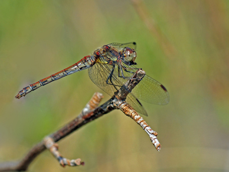 heidelibel