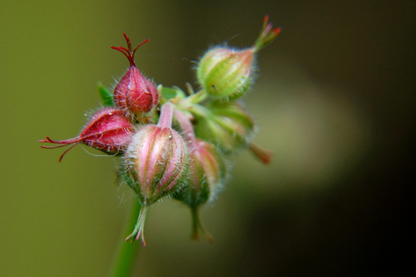 Knop van Geranium