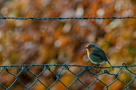 robin in the rain